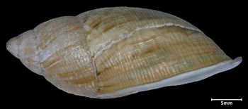 Media type: image;   Malacology 188015 Aspect: lateral